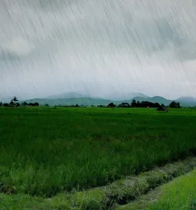 Intensificação do El Niño ameaça safras paranaenses