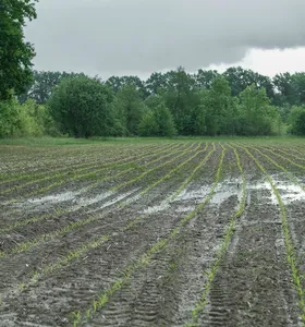 Mapa lança página com orientações sobre os impactos do El Niño no agro