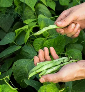Paraná deve reduzir área plantada de feijão em 14%