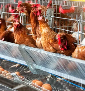 Paraná lidera produção de ovos férteis no Brasil com 31%