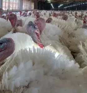 Paraná pode absorver demanda de aves devido a foco de Newcastle em SC