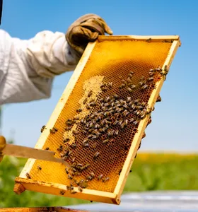 Paraná registra alta de 7,1% na produção de mel em 2025