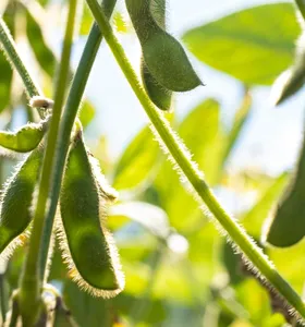 Plantio de soja atinge 0,4% no Brasil, impulsionado pelo Paraná