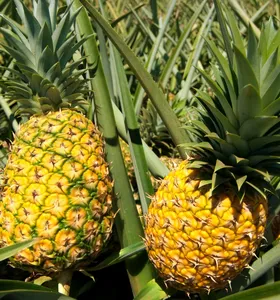 Prefeitura de Prudentópolis lança projeto de incentivo à fruticultura