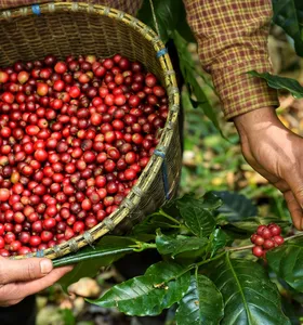 Produção de café no Paraná deve cair 3,3% na safra de 2026