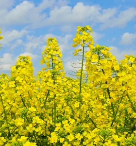Produção de canola cresce no Paraná e deve movimentar R$ 25 milhões