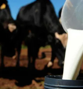 Municípios dos Campos Gerais estão entre os maiores produtores de leite do Brasil