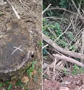 Produtor é multado em R$ 55 mil por corte de araucárias em Imbituva