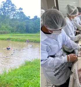 Projeto pioneiro em escola no Paraná produz 1 tonelada de tilápia