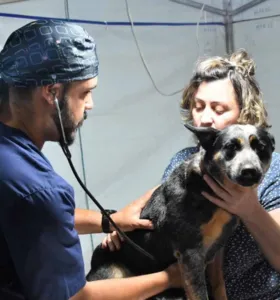 Tibagi abre PSS para contratação de médico veterinário com salário de R$ 8,5 mil