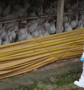 SC confirma 2º foco da doença de Newcastle em granja de perus