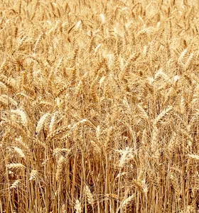 Clima ameaça qualidade e produtividade das lavouras de trigo no Paraná
