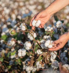 Valorização das fibras naturais impulsiona a cotonicultura no Paraná