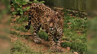 Onça-pintada do Exército Brasileiro bate recorde mundial de longevidade
