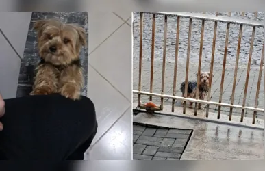 O cachorro está sob tutela provisória em Oficinas