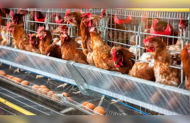 Ovos férteis são destinados à produção de pintos de corte ou de aves para postura comercial