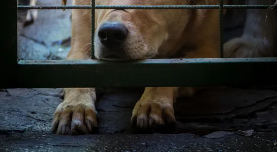 Os animais apresentavam sinais de debilidade