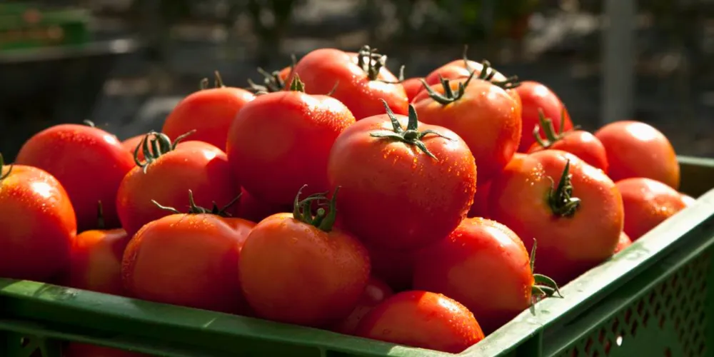 O tomate é um fruto climatérico, ou seja, continua amadurecendo depois de ser colhido