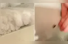 Cozinha de escola municipal de Ponta Grossa é interditada após fiscalização; veja vídeo
