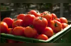 O vilão das geladeiras: entenda como o tomate pode acelerar o estrago de alimentos