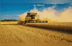 Excesso de chuva reduz safra de trigo do Paraná em 34%