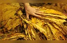 Prefeitos da região defendem projeto sobre classificação do tabaco nas propriedades