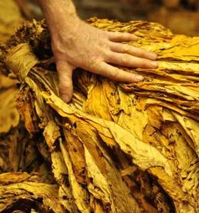 Prefeitos da região defendem projeto sobre classificação do tabaco nas propriedades