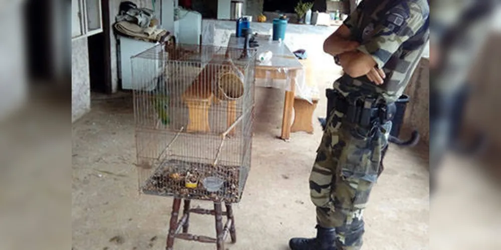 Imagem ilustrativa da imagem Polícia apreende pássaros e armas após denúncias