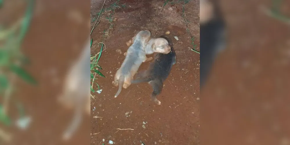 Imagem ilustrativa da imagem Bombeiros abrem vala para resgatar filhotes de cachorro