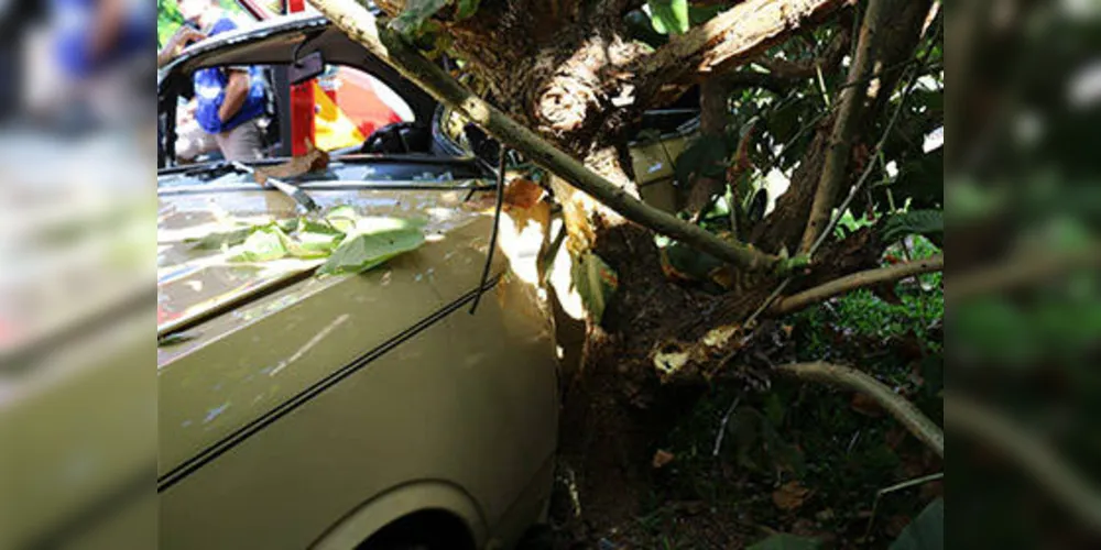 Imagem ilustrativa da imagem Motorista bate Opala contra árvore e fica ferido