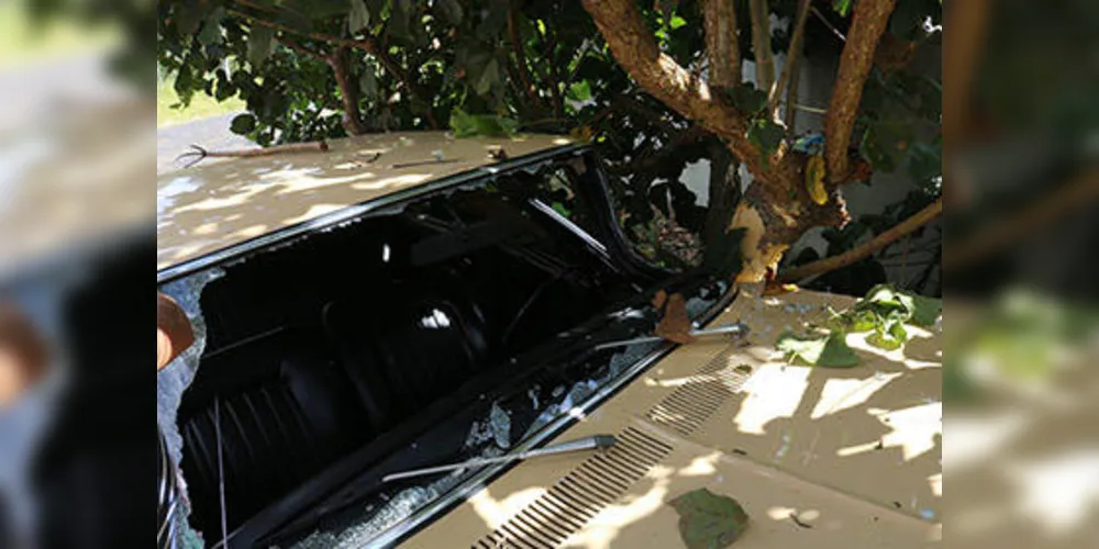 Imagem ilustrativa da imagem Motorista bate Opala contra árvore e fica ferido