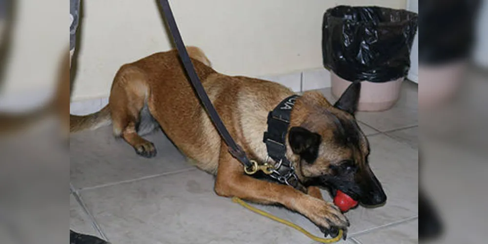 Cadela Glock ajudou policiais a encontrarem quase cinco quilos de drogas