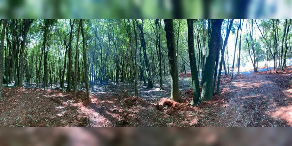 Imagem ilustrativa da imagem Ponta Lagoa apresenta os principais investimentos