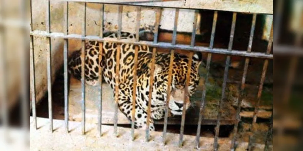 Imagem ilustrativa da imagem Fotos na web mostram o Jardim Zoológico de PG