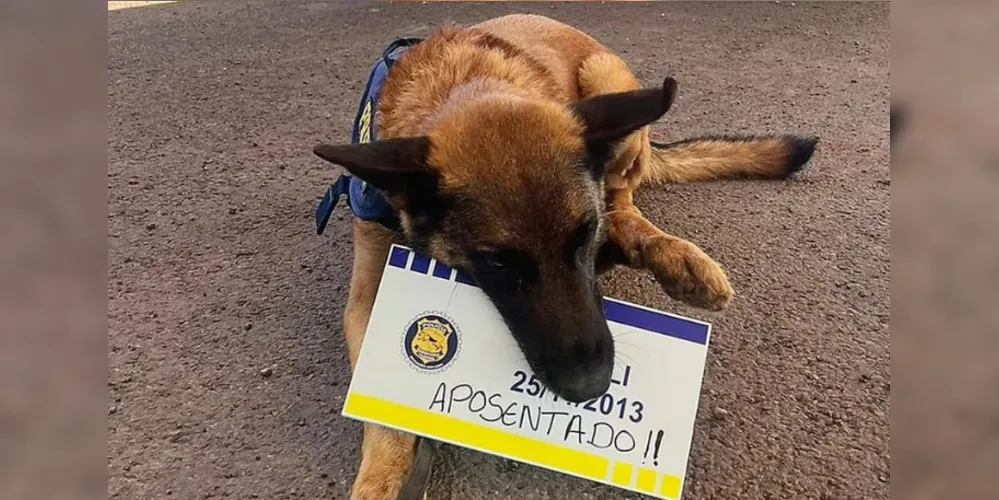 Cão se 'aposenta' da PRF e ganha festa com bolo e banho de rio