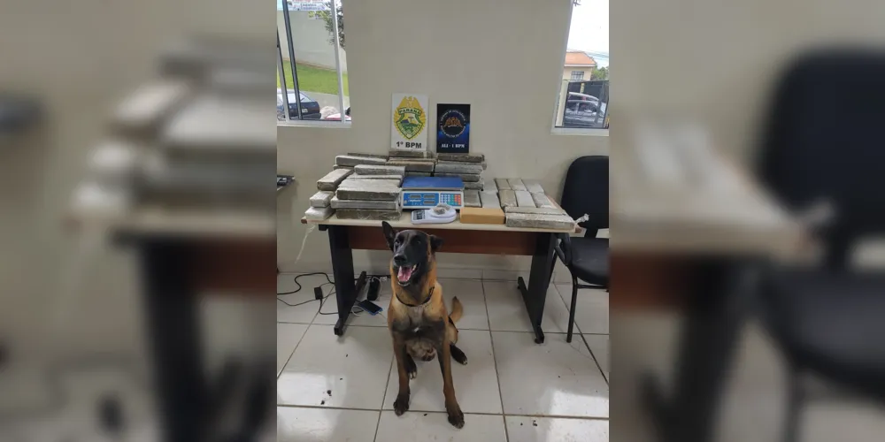 A equipe K9, composta por cães farejadores, foi acionada para auxiliar na abordagem do suspeito