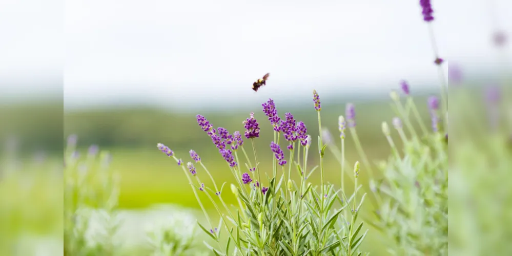 Imagem ilustrativa da imagem Rota da Lavanda vai potencializar o turismo rural no Paraná