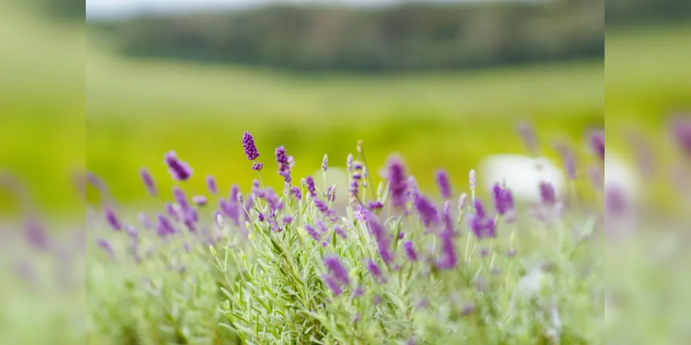 Imagem ilustrativa da imagem Rota da Lavanda vai potencializar o turismo rural no Paraná