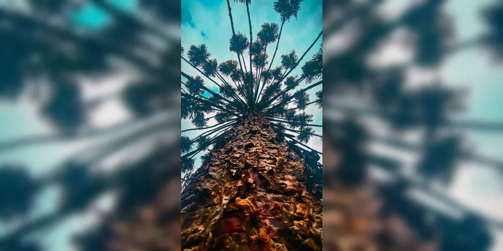 Foto de araucária no Mosteiro da Ressurreição, ponto religioso de Ponta Grossa