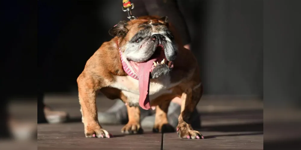 Zsa Zsa, em 2018, ficou com o prêmio de cachorro mais feio