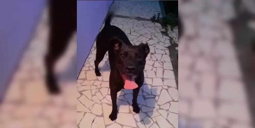 'Danti' é uma mistura das raças Pitbull e Boxer