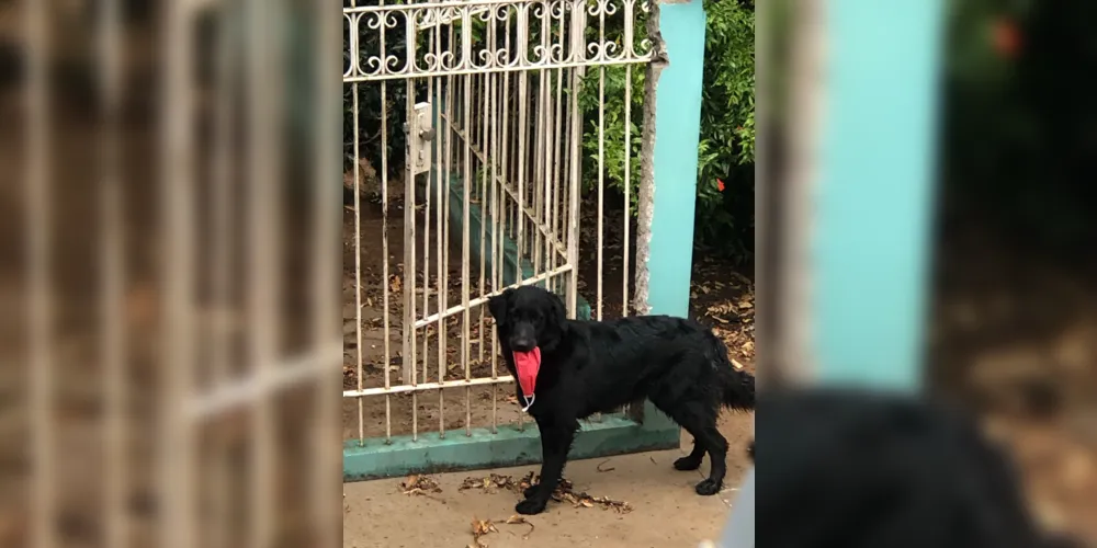 A pet é de porte grande e pesa entre 55 e 60 quilos, de pelo longo