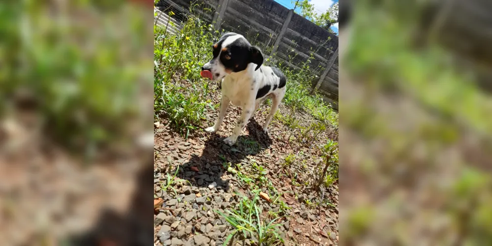 Tokinho encontra-se em um lar temporário, porque não pode ser levado de imediato até o abrigo, devido a comportamento receoso do animal