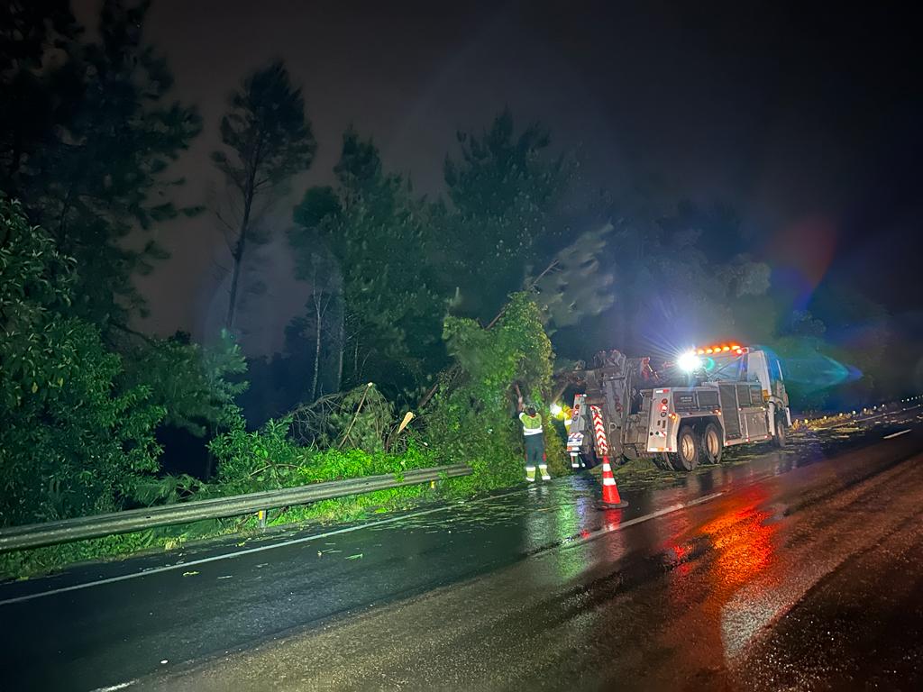 Uma queda de árvore interditou parcialmente a BR-277, no km 127, na serra de São Luiz do Purunã