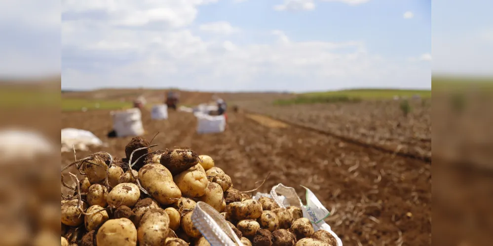 Mais de 26 mil fectares devem ser semeados com batatas para a nova safra