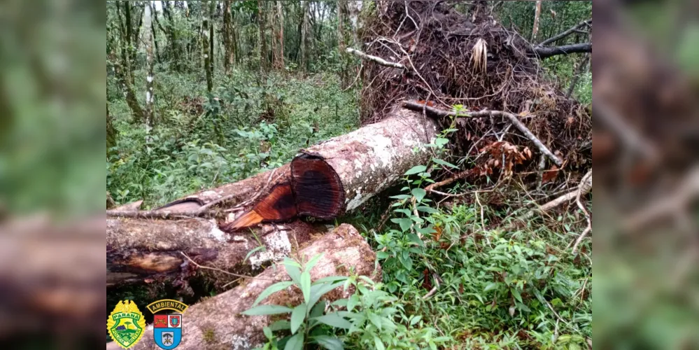 Devido o proprietário não possuir autorização ambiental, ele foi autuado no valor de R$ 60 mil e responderá criminalmente pelos danos