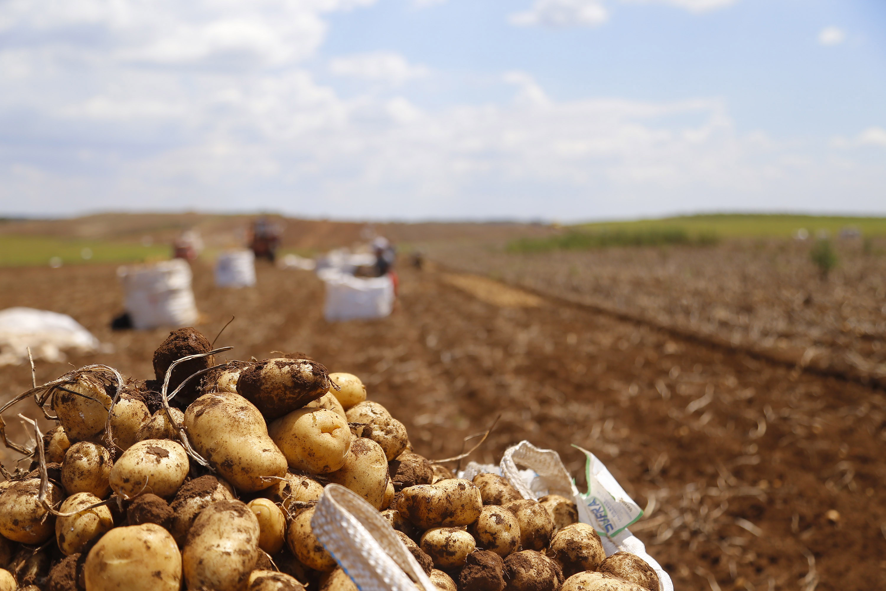 Mais de 26 mil fectares devem ser semeados com batatas para a nova safra