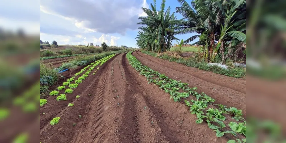 Após quase 21 anos a comunidade produz diversos alimentos, além de casas estruturadas, espaço comunitário e cooperativa