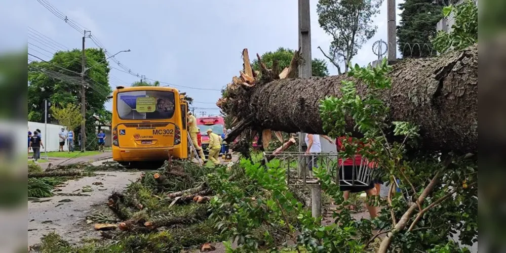 Imagem ilustrativa da imagem Pinheiro cai sobre ônibus e deixa passageiros feridos em Curitiba