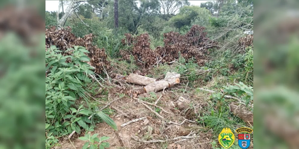 Destruição de vegetação nativa foi constatada em área de 6,29 hectares
